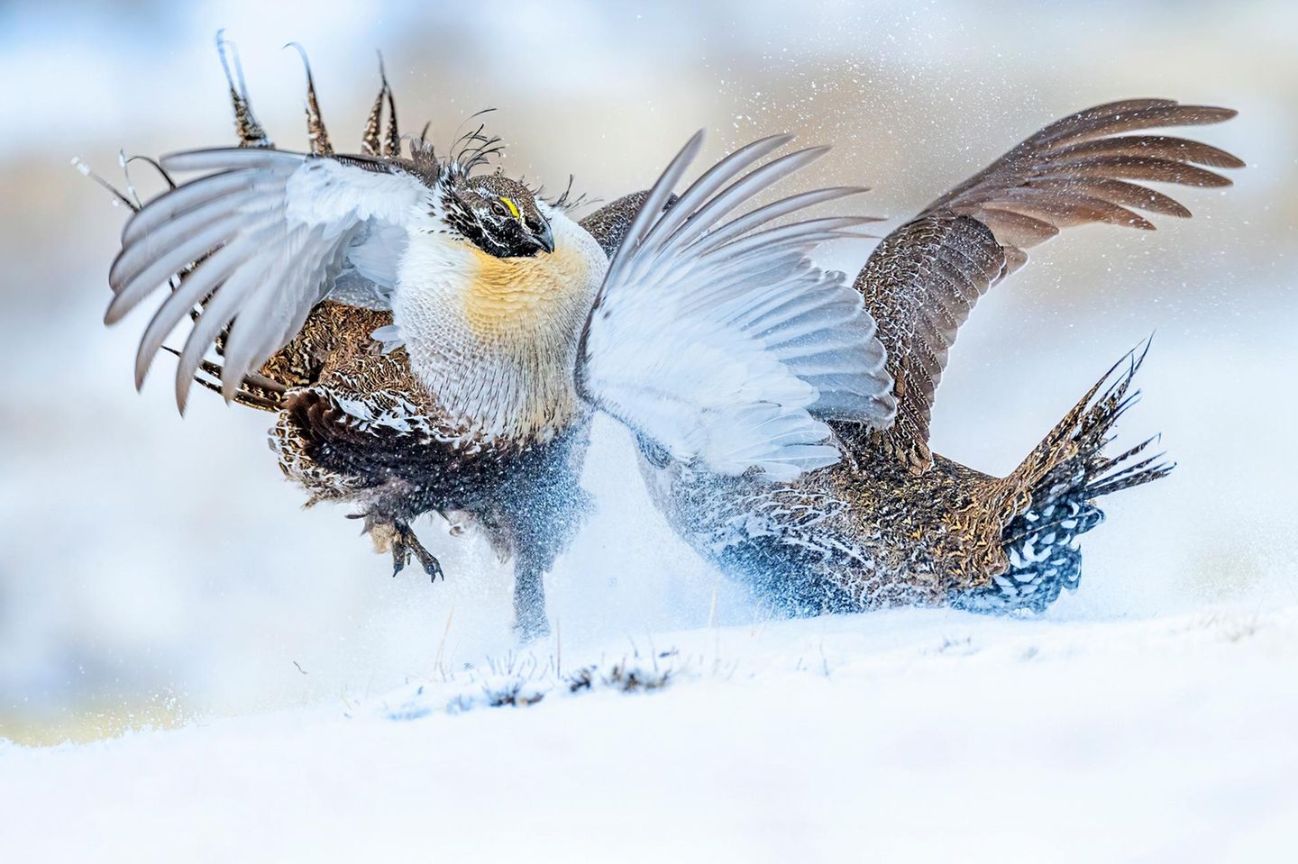 Wer ist der Hahn im Korb? Während der Brutsaison im Frühjahr sammeln sich auf Balzplätzen im US-Bundesstaat Colorado männliche Beifußhühner und liefern sich kurze, aber heftige Kämpfe. Rivalität ist der Motor für die Zwistigkeiten: Die Hähne wollen Überlegenheit demonstrieren und so Weibchen für sich gewinnen. Um die Angebeteten zu bezirzen, legen sich die Bewerber auch anderweitig mächtig ins Zeug: Im Prachtkleid stolzieren die Gockel umher, ihre Schwanzfedern zu einem Strahlenkranz gespreizt, und blähen bis zu zehnmal pro Minute ihre Brustsäcke auf, um beim raschen Entlassen der Luft ein Glucksen über die Steppe zu schicken. Wer am Ende den Wettbewerb gewinnt, das entscheiden die Damen. Und wählen unter den zahlreichen Aspiranten nicht selten den einen Glücklichen, dessen Gene sich bald zuhauf finden werden – in der nächsten Generation, die rund anderthalb Monate später das Licht der Welt erblickt.