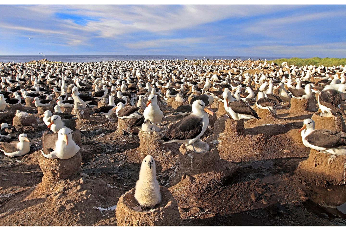 Im Brutgelage Nur zur Paarung und Aufzucht ihrer Jungen verlassen Schwarzbrauen-Albatrosse die stürmischen Weiten des Ozeans: Auf den südatlantischen Falklandinseln kommen die Hochseevögel in riesigen Kolonien zusammen, in denen ein Erdnest neben dem anderen aus dem kargen Boden ragt. Gemeinschaftliches Brüten bietet Vorteile: Viele Augen erblicken Feinde rascher, viele Schnäbel picken sie eher in die Flucht. Je ein Ei bebrüten die Vogelpaare, die ihr Leben lang in monogamer Beziehung miteinander verbunden bleiben. Nach rund vier Monaten sind die Jungen flügge. Die meiste Zeit ihres Lebens werden sie dann in der Luft verbringen und mit ihren später bis zu 240 Zentimeter weiten Schwingen teils monatelang über die Wellen segeln.