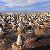 Nur zur Paarung und Aufzucht ihrer Jungen verlassen Schwarzbrauen-Albatrosse die stürmischen Weiten des Ozeans: Auf den südatlantischen Falklandinseln kommen die Hochseevögel in riesigen Kolonien zusammen, in denen ein Erdnest neben dem anderen aus dem kargen Boden ragt. Gemeinschaftliches Brüten bietet Vorteile: Viele Augen erblicken Feinde rascher, viele Schnäbel picken sie eher in die Flucht. Je ein Ei bebrüten die Vogelpaare, die ihr Leben lang in monogamer Beziehung miteinander verbunden bleiben. Nach rund vier Monaten sind die Jungen flügge. Die meiste Zeit ihres Lebens werden sie dann in der Luft verbringen und mit ihren später bis zu 240 Zentimeter weiten Schwingen teils monatelang über die Wellen segeln.