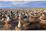 Nur zur Paarung und Aufzucht ihrer Jungen verlassen Schwarzbrauen-Albatrosse die stürmischen Weiten des Ozeans: Auf den südatlantischen Falklandinseln kommen die Hochseevögel in riesigen Kolonien zusammen, in denen ein Erdnest neben dem anderen aus dem kargen Boden ragt. Gemeinschaftliches Brüten bietet Vorteile: Viele Augen erblicken Feinde rascher, viele Schnäbel picken sie eher in die Flucht. Je ein Ei bebrüten die Vogelpaare, die ihr Leben lang in monogamer Beziehung miteinander verbunden bleiben. Nach rund vier Monaten sind die Jungen flügge. Die meiste Zeit ihres Lebens werden sie dann in der Luft verbringen und mit ihren später bis zu 240 Zentimeter weiten Schwingen teils monatelang über die Wellen segeln.