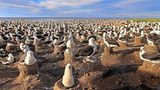Im Brutgelage Nur zur Paarung und Aufzucht ihrer Jungen verlassen Schwarzbrauen-Albatrosse die stürmischen Weiten des Ozeans: Auf den südatlantischen Falklandinseln kommen die Hochseevögel in riesigen Kolonien zusammen, in denen ein Erdnest neben dem anderen aus dem kargen Boden ragt. Gemeinschaftliches Brüten bietet Vorteile: Viele Augen erblicken Feinde rascher, viele Schnäbel picken sie eher in die Flucht. Je ein Ei bebrüten die Vogelpaare, die ihr Leben lang in monogamer Beziehung miteinander verbunden bleiben. Nach rund vier Monaten sind die Jungen flügge. Die meiste Zeit ihres Lebens werden sie dann in der Luft verbringen und mit ihren später bis zu 240 Zentimeter weiten Schwingen teils monatelang über die Wellen segeln.