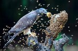 Wie wild schwirren die Bienen um diesen Schopfwespenbussard auf der Insel Taiwan. Doch der Greifvogel lässt sich nicht beirren, geht unerschrocken seinem Tagwerk nach. Und ist ein gutes Beispiel dafür, wie sich Vögel beinahe jede erdenkliche Nahrungsquelle erschlossen haben. Manche der weltweit knapp 11 000 Arten stehen auf pflanzliche Kost, fressen Gras, knuspern Samen, naschen Früchte, schlürfen Nektar. Anderen ist nach Tierischem zumute. Sie fressen Krebse oder Fische, Mäuse, Affen oder andere Vögel. Einige fühlen sich auch von Kadavern angezogen. Und Pernis ptilorhynchus hat Appeitit auf die Larven von Bienen und Wespen, schnappt gezielt nach deren Waben. Stiche braucht er kaum zu fürchten: Unter anderem schützen spezielle Federn seinen Kopf vor den Attacken der wütenden Insekten.