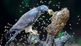 Wie wild schwirren die Bienen um diesen Schopfwespenbussard auf der Insel Taiwan. Doch der Greifvogel lässt sich nicht beirren, geht unerschrocken seinem Tagwerk nach. Und ist ein gutes Beispiel dafür, wie sich Vögel beinahe jede erdenkliche Nahrungsquelle erschlossen haben. Manche der weltweit knapp 11 000 Arten stehen auf pflanzliche Kost, fressen Gras, knuspern Samen, naschen Früchte, schlürfen Nektar. Anderen ist nach Tierischem zumute. Sie fressen Krebse oder Fische, Mäuse, Affen oder andere Vögel. Einige fühlen sich auch von Kadavern angezogen. Und Pernis ptilorhynchus hat Appeitit auf die Larven von Bienen und Wespen, schnappt gezielt nach deren Waben. Stiche braucht er kaum zu fürchten: Unter anderem schützen spezielle Federn seinen Kopf vor den Attacken der wütenden Insekten.