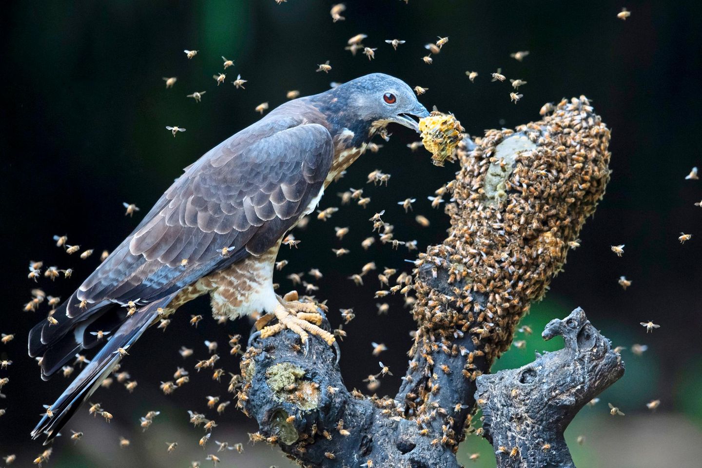Geschmackssache Wie wild schwirren die Bienen um diesen Schopfwespenbussard auf der Insel Taiwan. Doch der Greifvogel lässt sich nicht beirren, geht unerschrocken seinem Tagwerk nach. Und ist ein gutes Beispiel dafür, wie sich Vögel beinahe jede erdenkliche Nahrungsquelle erschlossen haben. Manche der weltweit knapp 11 000 Arten stehen auf pflanzliche Kost, fressen Gras, knuspern Samen, naschen Früchte, schlürfen Nektar. Anderen ist nach Tierischem zumute. Sie fressen Krebse oder Fische, Mäuse, Affen oder andere Vögel. Einige fühlen sich auch von Kadavern angezogen. Und Pernis ptilorhynchus hat Appeitit auf die Larven von Bienen und Wespen, schnappt gezielt nach deren Waben. Stiche braucht er kaum zu fürchten: Unter anderem schützen spezielle Federn seinen Kopf vor den Attacken der wütenden Insekten.