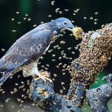 Wie wild schwirren die Bienen um diesen Schopfwespenbussard auf der Insel Taiwan. Doch der Greifvogel lässt sich nicht beirren, geht unerschrocken seinem Tagwerk nach. Und ist ein gutes Beispiel dafür, wie sich Vögel beinahe jede erdenkliche Nahrungsquelle erschlossen haben. Manche der weltweit knapp 11 000 Arten stehen auf pflanzliche Kost, fressen Gras, knuspern Samen, naschen Früchte, schlürfen Nektar. Anderen ist nach Tierischem zumute. Sie fressen Krebse oder Fische, Mäuse, Affen oder andere Vögel. Einige fühlen sich auch von Kadavern angezogen. Und Pernis ptilorhynchus hat Appeitit auf die Larven von Bienen und Wespen, schnappt gezielt nach deren Waben. Stiche braucht er kaum zu fürchten: Unter anderem schützen spezielle Federn seinen Kopf vor den Attacken der wütenden Insekten.