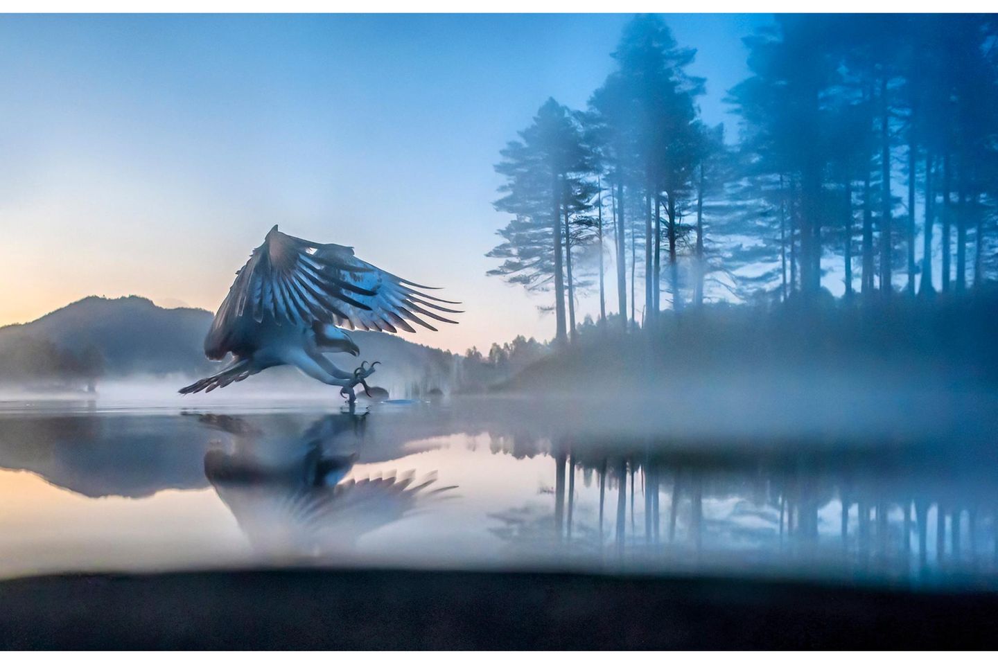 Ein Jäger von Welt Morgennebel liegt über dem spiegelglatten Gewässer in Norwegen, doch schon im nächsten Augenblick wird die trügerische Ruhe durchbrochen: Mit ausgestreckten Fängen stürzt sich ein Fischadler zielsicher auf seine anvisierte Beute. Die Verbreitung von Vogelarten variiert enorm: Manche Spezies findet sich bloß auf sehr begrenztem Areal – wie der Weihnachtsinsel-Buschkauz, der ausschließlich auf dem gleichnamigen Archipel im Indischen Ozean haust. Ganz anders der Fischadler: Pandion haliaetus stellt recht geringe Ansprüche an seine Umgebung. Klar, Fische sollte es geben. Aber er kann in Bäumen, auf Felsen und, wenn es sein muss, auch auf dem Boden brüten. Und so lässt sich der fantastische Jäger etwa auf Grönland, Mallorca und den Kapverden ebenso beobachten wie in Ägypten, Costa Rica und Alaska.
