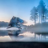 Morgennebel liegt über dem spiegelglatten Gewässer in Norwegen, doch schon im nächsten Augenblick wird die trügerische Ruhe durchbrochen: Mit ausgestreckten Fängen stürzt sich ein Fischadler zielsicher auf seine anvisierte Beute. Die Verbreitung von Vogelarten variiert enorm: Manche Spezies findet sich bloß auf sehr begrenztem Areal – wie der Weihnachtsinsel-Buschkauz, der ausschließlich auf dem gleichnamigen Archipel im Indischen Ozean haust. Ganz anders der Fischadler: Pandion haliaetus stellt recht geringe Ansprüche an seine Umgebung. Klar, Fische sollte es geben. Aber er kann in Bäumen, auf Felsen und, wenn es sein muss, auch auf dem Boden brüten. Und so lässt sich der fantastische Jäger etwa auf Grönland, Mallorca und den Kapverden ebenso beobachten wie in Ägypten, Costa Rica und Alaska.