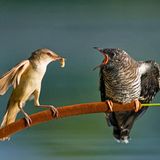 Er löst ambivalente Gefühle in uns aus. Einerseits ist der Kuckuck ein Frühlingsbote, dessen heller Ruf im April durch die Wälder schallt. Andererseits ein dreister Schmarotzer, der seine Eier in fremde Nester legt. Sobald ein Kuckuckskind geschlüpft ist, setzt es alles daran, die anderen Eier aus dem Nest zu schmeißen. Und wird fortan von den ahnungslosen Adoptiveltern durchgefüttert (hier von einem Drosselrohrsänger). Biologisch betrachtet ist Brutparasitismus eine pfiffige Strategie: Den erwachsenen Kuckucken bleibt so mehr Zeit, Nahrung für sich selbst zu suchen, Nachkommen zu zeugen, Eier zu legen. Allzu verständlich aber, dass Cuculus canorus bei vielen Vögeln höchst unbeliebt ist: Erspähen sie einen erwachsenen Schmarotzer, attackieren sie ihn. Und wehe, ihnen kommt ein Ei verdächtig vor: Dann bugsieren sie es kurzerhand aus dem Nest.