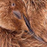 Flauschig weich ist das braune Daunenkleid dieses jungen Königspinguins. Ein guter Schutz vor dem rauen Klima, dem sich die Tiere auf den Falkland-inseln im Südatlantik bei bloß fünf Grad Celsius im Jahresdurchschnitt stellen müssen. Noch wird der Kleine von seinen Eltern gefüttert, die nach strapaziösen Beutezügen im Meer immer wieder zu ihrem Küken zurückkehren und es mit nahrhaften Meeresfrüchten versorgen. Nach 10 bis 13 Monaten ist der Vogel stattlich genug (ausgewachsene Königspinguine können einen knappen Meter groß werden), um selbst auf Unterwasserjagd zu gehen. Dann hat er sein plüschiges Jungvogelgewand abgelegt und erstrahlt in jenem für die erwachsenen Tiere typischen Federkleid, das – anders als die Daunen – wasserdicht ist.