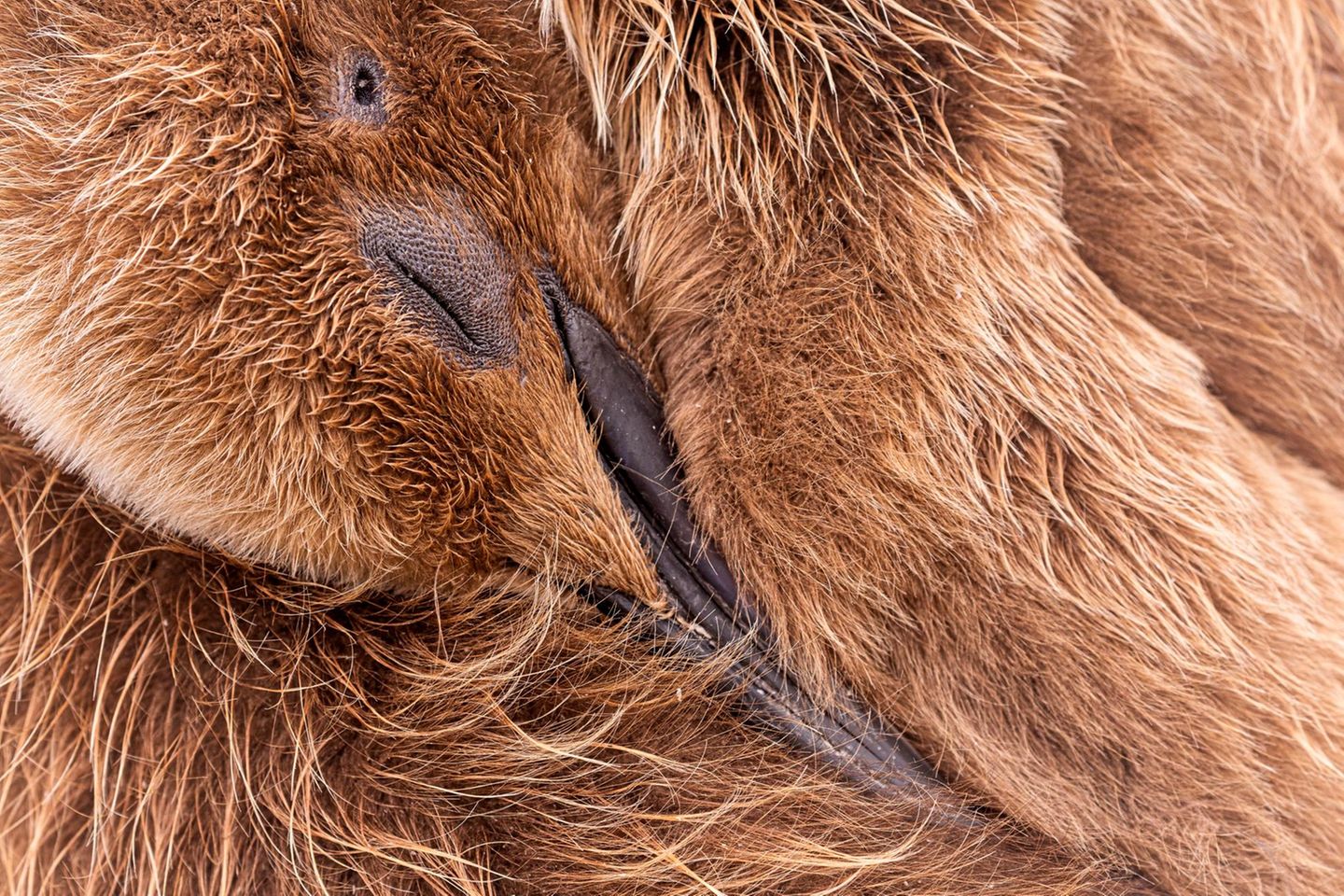 Wider die Kälte Flauschig weich ist das braune Daunenkleid dieses jungen Königspinguins. Ein guter Schutz vor dem rauen Klima, dem sich die Tiere auf den Falkland-inseln im Südatlantik bei bloß fünf Grad Celsius im Jahresdurchschnitt stellen müssen. Noch wird der Kleine von seinen Eltern gefüttert, die nach strapaziösen Beutezügen im Meer immer wieder zu ihrem Küken zurückkehren und es mit nahrhaften Meeresfrüchten versorgen. Nach 10 bis 13 Monaten ist der Vogel stattlich genug (ausgewachsene Königspinguine können einen knappen Meter groß werden), um selbst auf Unterwasserjagd zu gehen. Dann hat er sein plüschiges Jungvogelgewand abgelegt und erstrahlt in jenem für die erwachsenen Tiere typischen Federkleid, das – anders als die Daunen – wasserdicht ist.