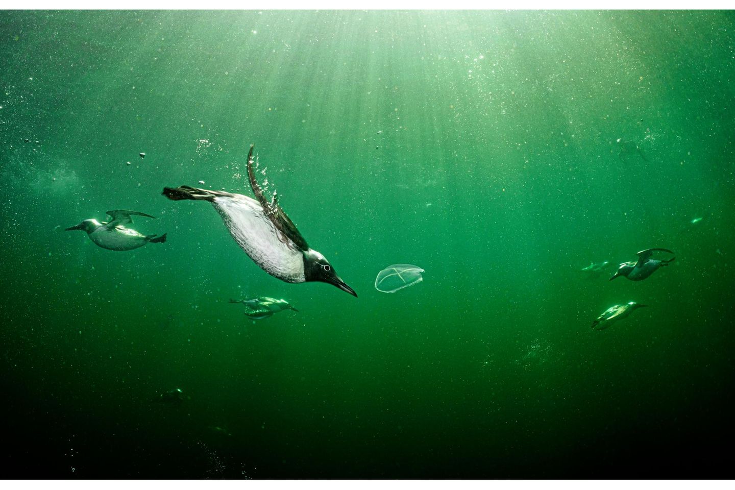 Zurück in die Fluten Auf den ersten Blick meint man, hier flitzten Pinguine durchs Wasser. Doch es sind Trottellummen, ausgezeichnete Taucher, die sich vor der Küste Schottlands in die frischen Fluten gestürzt haben und wahrscheinlich nach Fischen oder Krebsen Ausschau halten. Die Vögel zeugen davon, welch verschlungene Pfade die Evolution oft beschritten hat: So entwickelten sich vor mehr als einer halben Milliarde Jahren in den Meeren die ersten Tiere, viele Millionen Jahre später entstanden Fische, dann, vor rund 400 Millionen Jahren, wagten sich lurchartige Wesen an Land. Es waren auch die Urahnen der Dinosaurier, die schließlich die Kontinente beherrschten. Und eine Gruppe von Dinos schwang sich später als Vögel in die Lüfte. Doch manche Arten zog es wieder zurück in jenes Element, in dem die Fauna einst ihre Geburtsstunde erlebte.