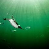 Auf den ersten Blick meint man, hier flitzten Pinguine durchs Wasser. Doch es sind Trottellummen, ausgezeichnete Taucher, die sich vor der Küste Schottlands in die frischen Fluten gestürzt haben und wahrscheinlich nach Fischen oder Krebsen Ausschau halten. Die Vögel zeugen davon, welch verschlungene Pfade die Evolution oft beschritten hat: So entwickelten sich vor mehr als einer halben Milliarde Jahren in den Meeren die ersten Tiere, viele Millionen Jahre später entstanden Fische, dann, vor rund 400 Millionen Jahren, wagten sich lurchartige Wesen an Land. Es waren auch die Urahnen der Dinosaurier, die schließlich die Kontinente beherrschten. Und eine Gruppe von Dinos schwang sich später als Vögel in die Lüfte. Doch manche Arten zog es wieder zurück in jenes Element, in dem die Fauna einst ihre Geburtsstunde erlebte.