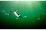 Auf den ersten Blick meint man, hier flitzten Pinguine durchs Wasser. Doch es sind Trottellummen, ausgezeichnete Taucher, die sich vor der Küste Schottlands in die frischen Fluten gestürzt haben und wahrscheinlich nach Fischen oder Krebsen Ausschau halten. Die Vögel zeugen davon, welch verschlungene Pfade die Evolution oft beschritten hat: So entwickelten sich vor mehr als einer halben Milliarde Jahren in den Meeren die ersten Tiere, viele Millionen Jahre später entstanden Fische, dann, vor rund 400 Millionen Jahren, wagten sich lurchartige Wesen an Land. Es waren auch die Urahnen der Dinosaurier, die schließlich die Kontinente beherrschten. Und eine Gruppe von Dinos schwang sich später als Vögel in die Lüfte. Doch manche Arten zog es wieder zurück in jenes Element, in dem die Fauna einst ihre Geburtsstunde erlebte.