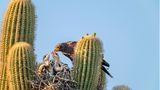 Hoch droben, eingebettet in die stacheligen Arme eines Saguaro-Kaktus, haben Wüstenbussarde ihren Horst gebaut, ein optimal geschütztes Kinderzimmer. Oft führen die Greifvögel eine Ménage-à-trois: Zwei Väter und eine Mutter (hier im Bild) kümmern sich aufopferungsvoll um ihre Brut. Meist gehen die Männchen auf Beutejagd – erhaschen etwa Eidechsen, Mäuse, Vögel. Das Weibchen wiederum übernimmt in der Regel das Stopfen der hungrigen Schlunde. Nach rund 40 Tagen beginnen die Jungvögel die nähere Umgebung zu erkunden und lernen bald darauf zu fliegen. Pro Saison ziehen die Alten zwei bis drei Bruten groß, wobei es nicht ungewöhnlich ist, dass manche der Jungvögel bis zu drei Jahren bei ihren Eltern bleiben und dabei helfen, ihre kleineren Geschwister mit Nahrung zu versorgen.