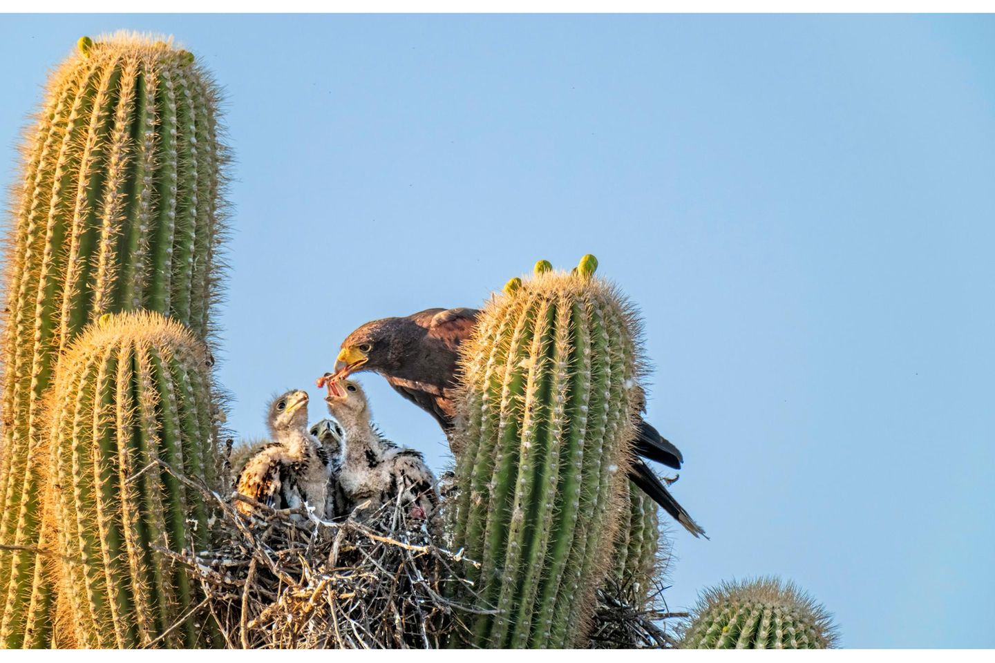 Familienbande Hoch droben, eingebettet in die stacheligen Arme eines Saguaro-Kaktus, haben Wüstenbussarde ihren Horst gebaut, ein optimal geschütztes Kinderzimmer. Oft führen die Greifvögel eine Ménage-à-trois: Zwei Väter und eine Mutter (hier im Bild) kümmern sich aufopferungsvoll um ihre Brut. Meist gehen die Männchen auf Beutejagd – erhaschen etwa Eidechsen, Mäuse, Vögel. Das Weibchen wiederum übernimmt in der Regel das Stopfen der hungrigen Schlunde. Nach rund 40 Tagen beginnen die Jungvögel die nähere Umgebung zu erkunden und lernen bald darauf zu fliegen. Pro Saison ziehen die Alten zwei bis drei Bruten groß, wobei es nicht ungewöhnlich ist, dass manche der Jungvögel bis zu drei Jahren bei ihren Eltern bleiben und dabei helfen, ihre kleineren Geschwister mit Nahrung zu versorgen.