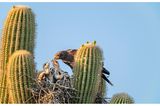 Hoch droben, eingebettet in die stacheligen Arme eines Saguaro-Kaktus, haben Wüstenbussarde ihren Horst gebaut, ein optimal geschütztes Kinderzimmer. Oft führen die Greifvögel eine Ménage-à-trois: Zwei Väter und eine Mutter (hier im Bild) kümmern sich aufopferungsvoll um ihre Brut. Meist gehen die Männchen auf Beutejagd – erhaschen etwa Eidechsen, Mäuse, Vögel. Das Weibchen wiederum übernimmt in der Regel das Stopfen der hungrigen Schlunde. Nach rund 40 Tagen beginnen die Jungvögel die nähere Umgebung zu erkunden und lernen bald darauf zu fliegen. Pro Saison ziehen die Alten zwei bis drei Bruten groß, wobei es nicht ungewöhnlich ist, dass manche der Jungvögel bis zu drei Jahren bei ihren Eltern bleiben und dabei helfen, ihre kleineren Geschwister mit Nahrung zu versorgen.
