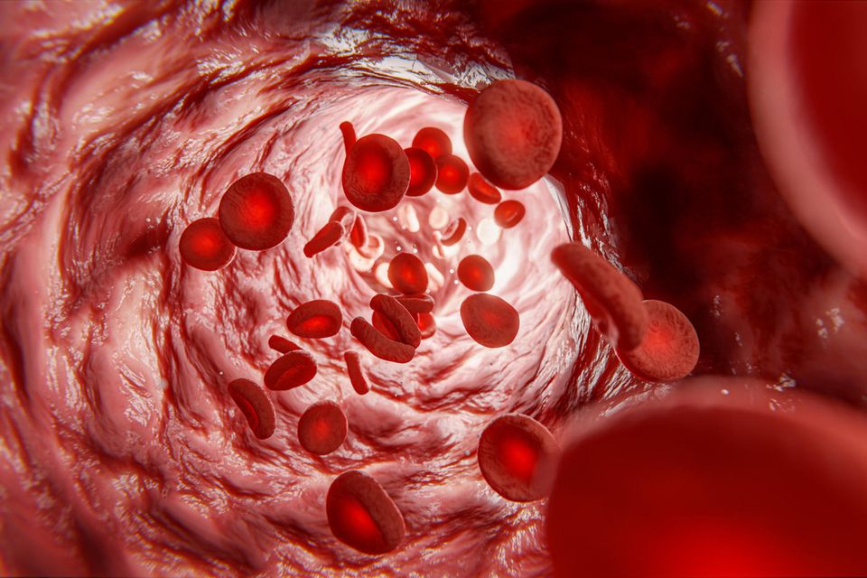 Erythrozyten, auch rote Blutkörperchen genannt, sind die häufigsten Zellen im Blut von Wirbeltieren