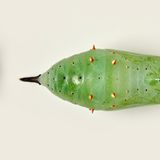 Puppe eines Schmetterlings