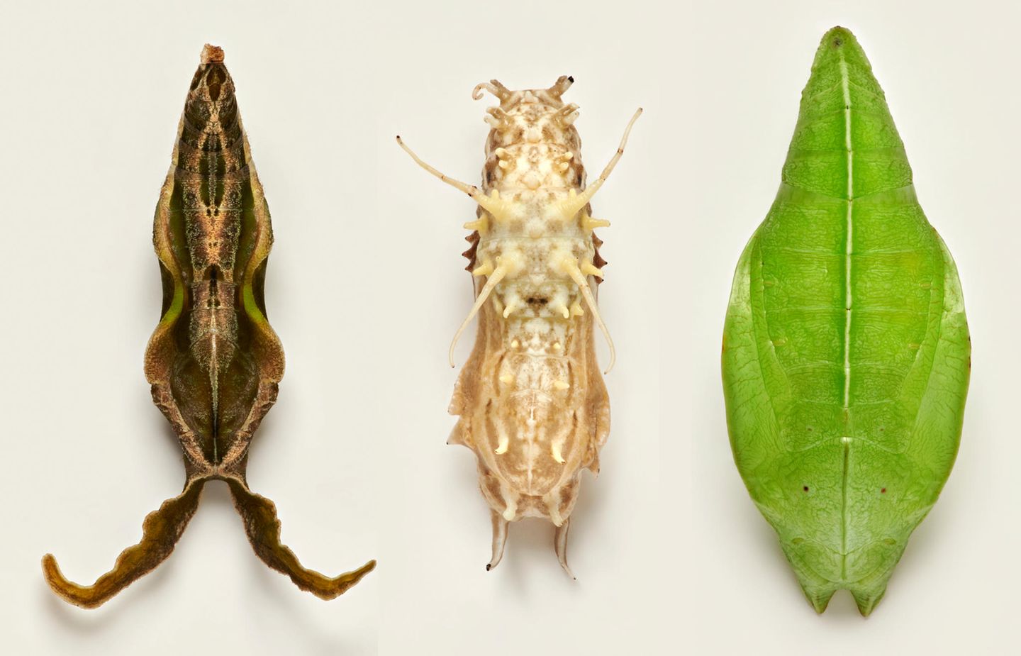 Mal saftig, mal vertrocknet Puppen von Schmetterlingen