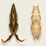 Puppen von Schmetterlingen