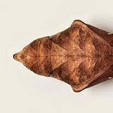 Puppe eines Schmetterlings