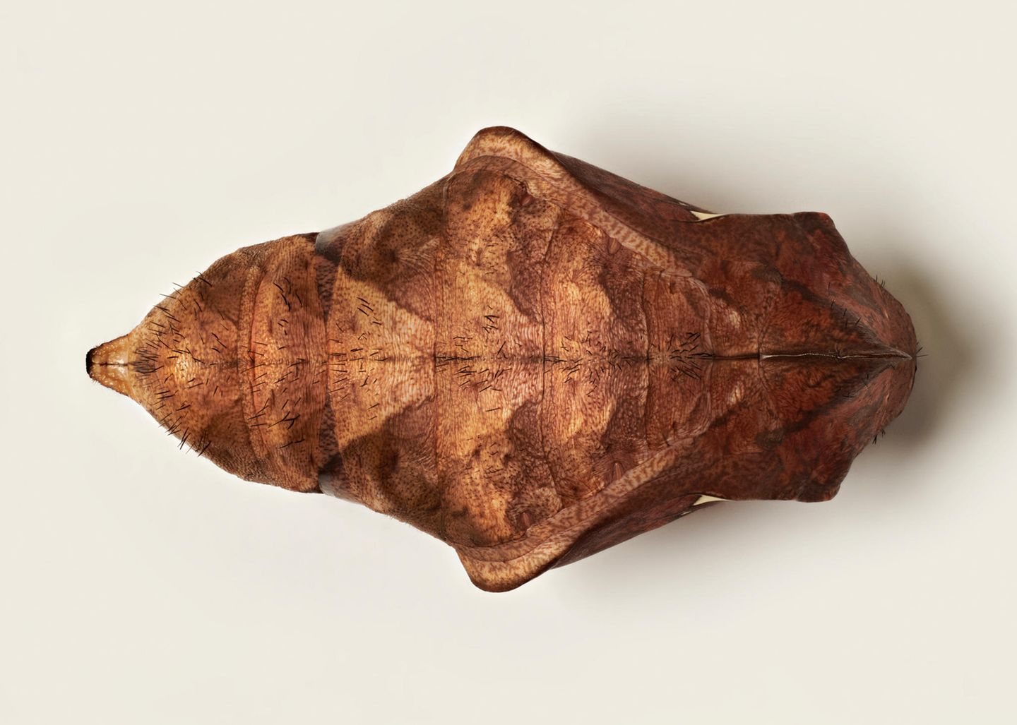 Puppe eines Schmetterlings