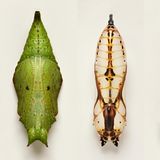 Puppen von Schmetterlingen