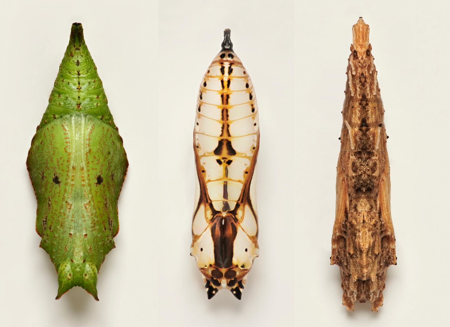 Mal stumpf, mal glänzend Puppen von Schmetterlingen