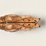 Puppe eines Schmetterlings