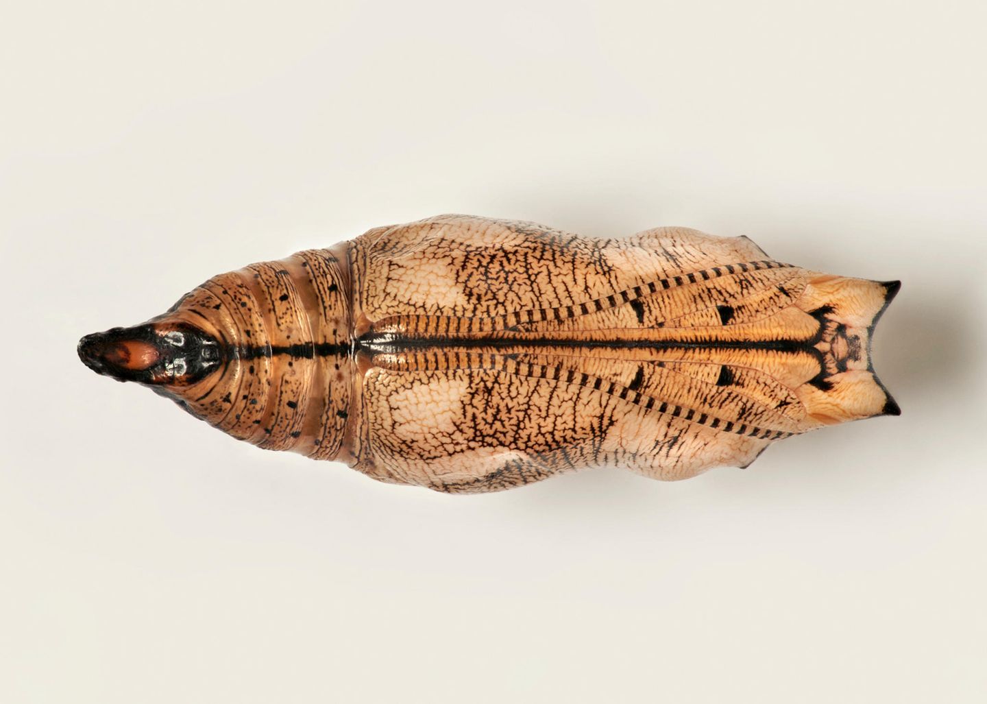 Puppe eines Schmetterlings