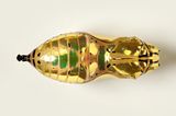 Schmetterlingspuppe