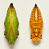 Puppen dreier Schmetterlinge