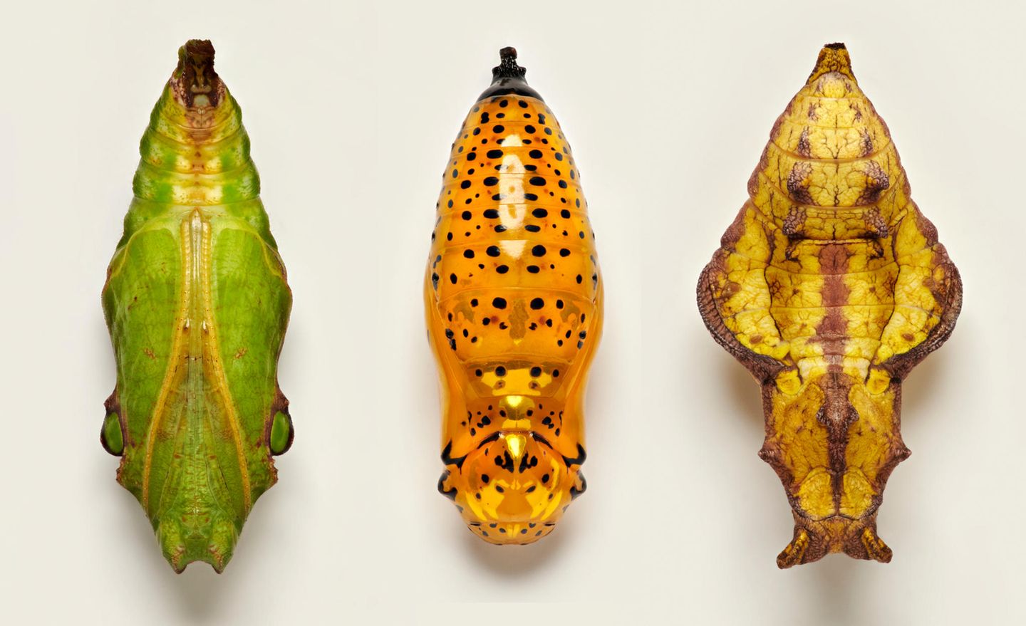 Farbwechsel und Klangeffekte Puppen dreier Schmetterlinge