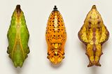 Puppen dreier Schmetterlinge