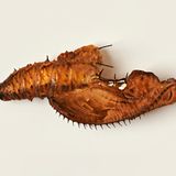 Puppe des Schmetterlings Heliconius Hecale