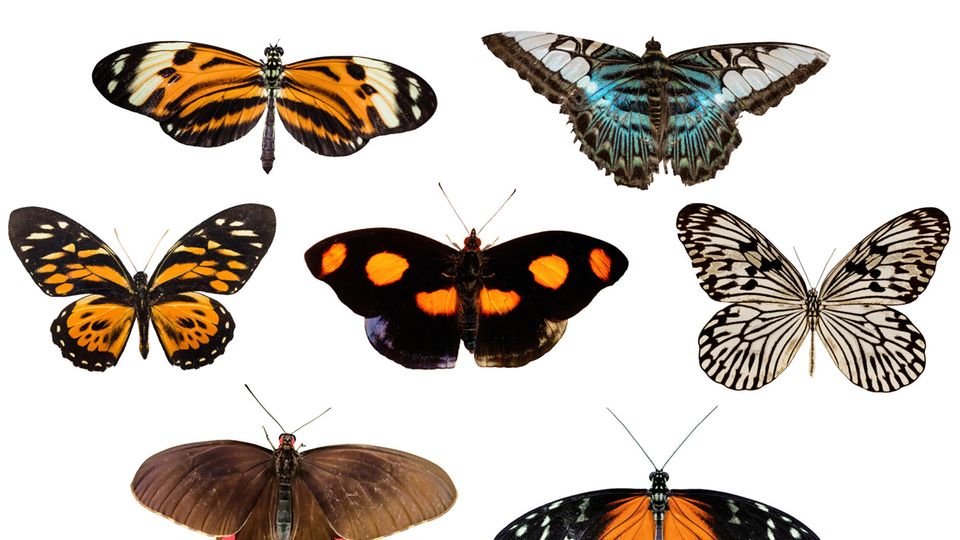 Übersichtstafel verschiedener Schmetterlinge