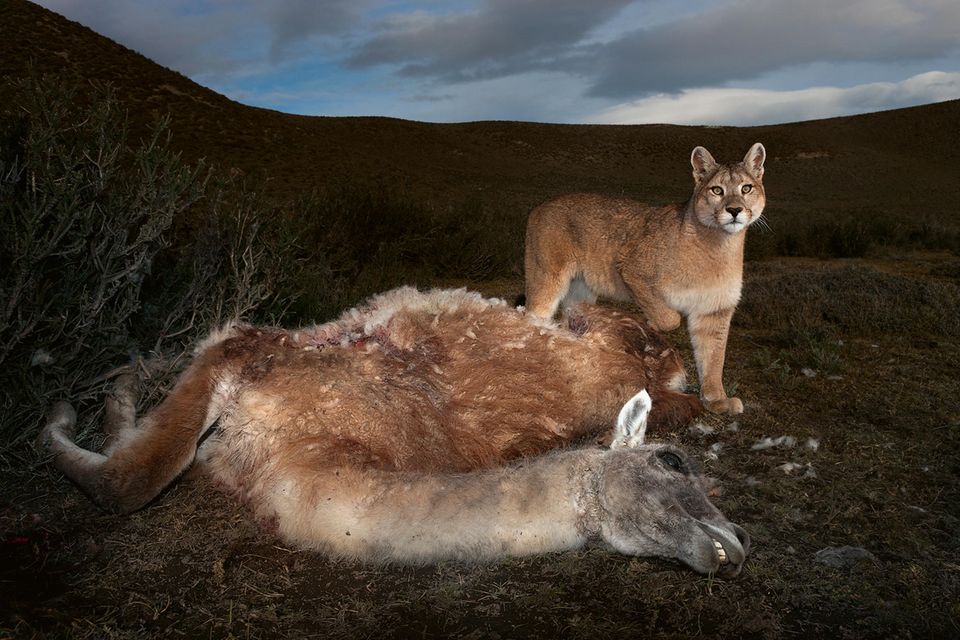 Naturfotografie Vier Top Fotografen Zeigen Ihre Besten Bilder Geo