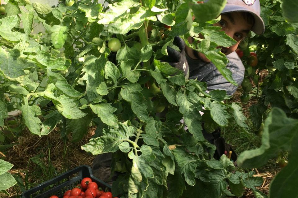 In den Gewächshäusern der Solawi Vierlande reifen im Sommer auch Tomaten heran