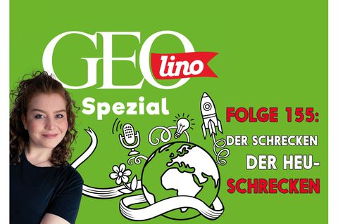 Das Thema in Folge 155 unseres Podcast GEOlino Spezial: Heuschrecken