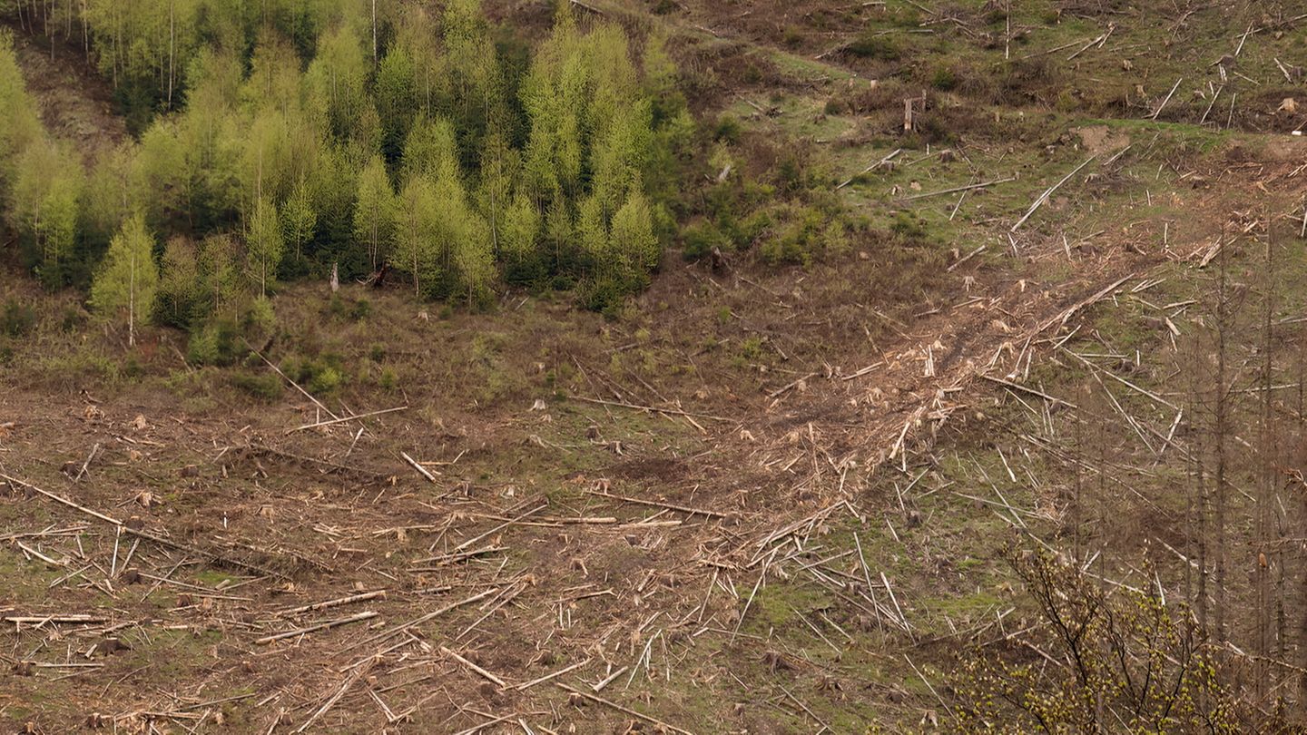 Abgesägte Fichtenstämme liegen im Naturpark noch am steilen Hang. Sie abzutransportieren, ist aufwändig. Birken besiedeln als Pionierpflanzen als erste die frei gewordenen Flächen und verhindern so die Erosion des Bodens
