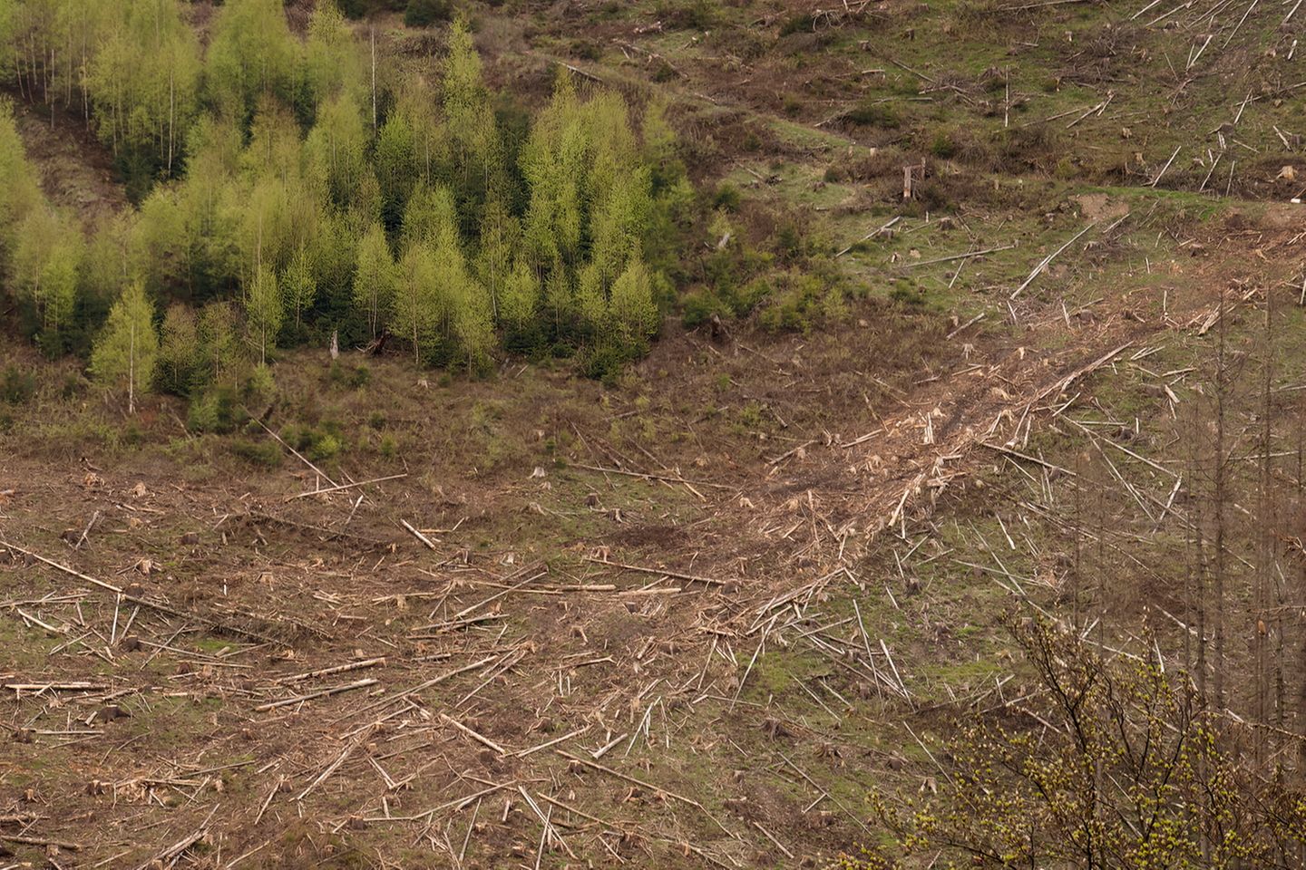 Abgesägte Fichtenstämme liegen im Naturpark noch am steilen Hang. Sie abzutransportieren, ist aufwändig. Birken besiedeln als Pionierpflanzen als erste die frei gewordenen Flächen und verhindern so die Erosion des Bodens