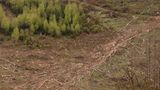 Abgesägte Fichtenstämme liegen im Naturpark noch am steilen Hang. Sie abzutransportieren, ist aufwändig. Birken besiedeln als Pionierpflanzen als erste die frei gewordenen Flächen und verhindern so die Erosion des Bodens