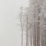 In der Kernzone des Nationalparks Harz: So wie Schweigen beredt sein kann, so kann auch eine leere Mitte im Bild viel ausdrücken. In diesem Bild steht sie für die vielen Fichten, die einst hier standen und jetzt nicht mehr da sind