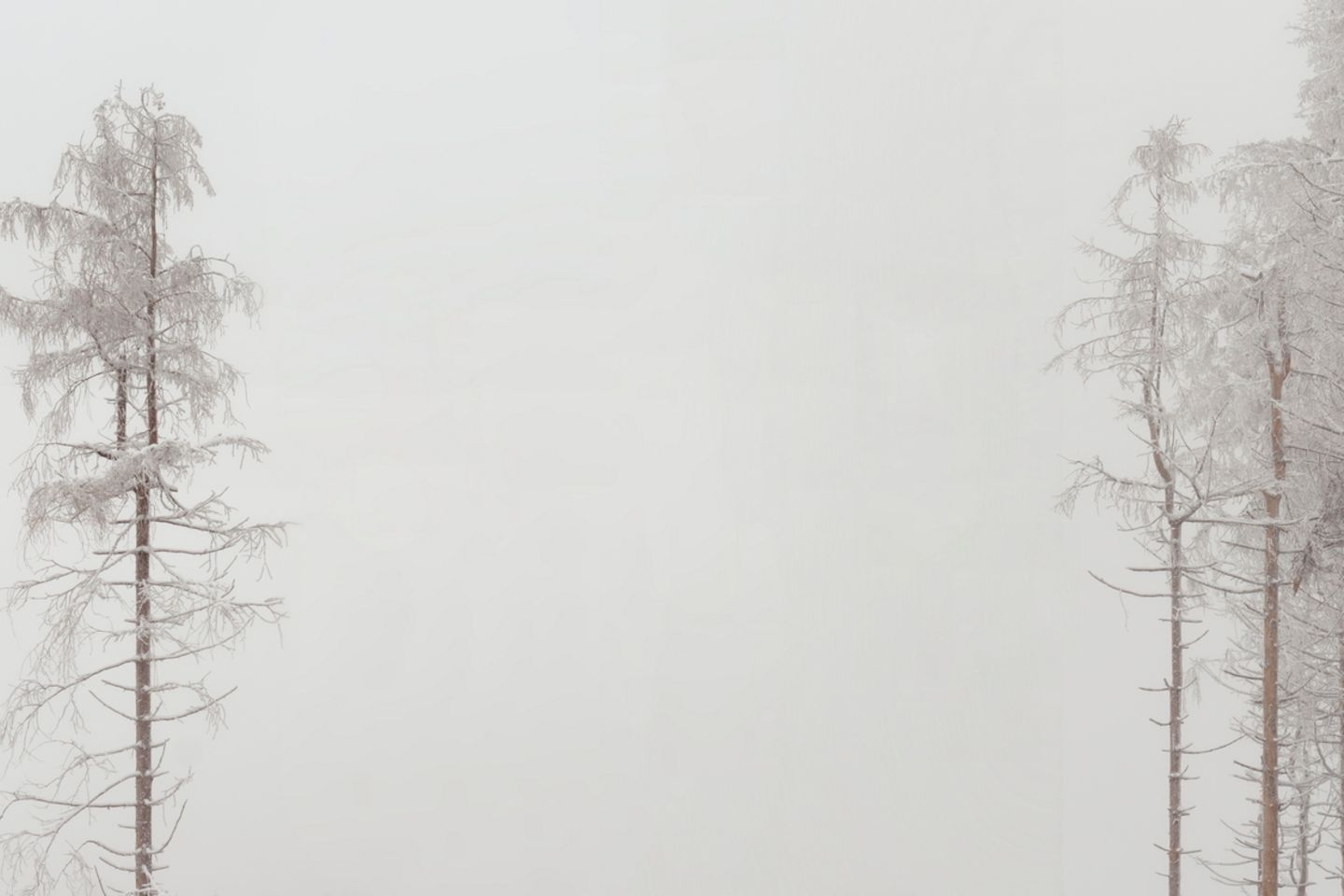 In der Kernzone des Nationalparks Harz: So wie Schweigen beredt sein kann, so kann auch eine leere Mitte im Bild viel ausdrücken. In diesem Bild steht sie für die vielen Fichten, die einst hier standen und jetzt nicht mehr da sind