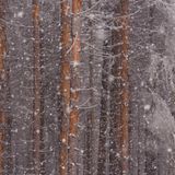 Nach dem Zweiten Weltkrieg mussten Reparationsleistungen an die Siegermächte erfolgen. Für die Bewohner des Harzes hieß das, ihre Bäume zu fällen und das Holz abzuliefern. Im Harz wurden vor allem Fichten aufgeforstet, weil andere Baumarten schlicht und einfach fehlten. Diese Fichten erreichen jetzt ein Alter, in dem sie nach Stürmen und Trockenheit dem Borkenkäfer nichts mehr entgegenzusetzen haben. Das Foto wurde beim Wettbewerb International Landscape Photographer of the Year 2022 ausgezeichnet