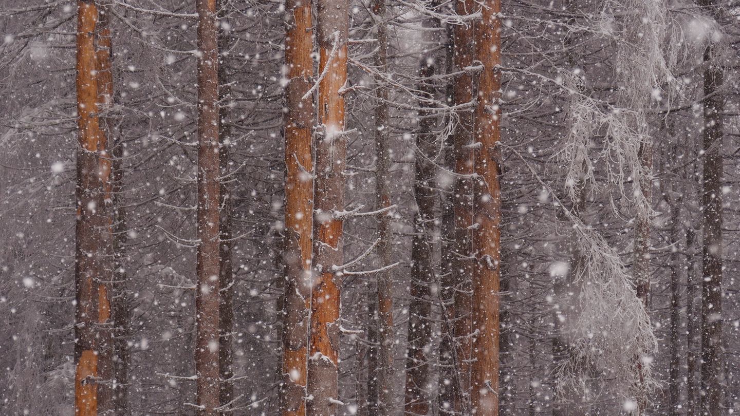 Nach dem Zweiten Weltkrieg mussten Reparationsleistungen an die Siegermächte erfolgen. Für die Bewohner des Harzes hieß das, ihre Bäume zu fällen und das Holz abzuliefern. Im Harz wurden vor allem Fichten aufgeforstet, weil andere Baumarten schlicht und einfach fehlten. Diese Fichten erreichen jetzt ein Alter, in dem sie nach Stürmen und Trockenheit dem Borkenkäfer nichts mehr entgegenzusetzen haben. Das Foto wurde beim Wettbewerb International Landscape Photographer of the Year 2022 ausgezeichnet