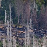 Anfang September 2022 brannte der Wald entlang der Eisenbahnstrecke zum Brocken am Königsberg. War es Funkenflug aus dem Schornstein einer Dampflokomotive? Eine achtlos weggeworfene Zigarettenkippe eines Fahrgastes im Zug? Oder war es Selbstentzündung aufgrund großer Trockenheit? Endgültig geklärt wurde das nie
