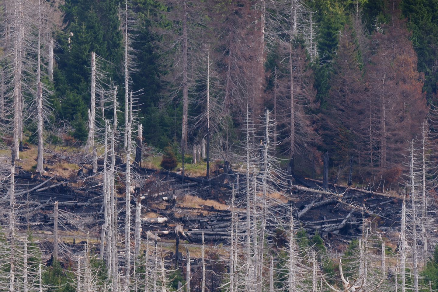 Brandstelle am Königsberg Anfang September 2022 brannte der Wald entlang der Eisenbahnstrecke zum Brocken am Königsberg. War es Funkenflug aus dem Schornstein einer Dampflokomotive? Eine achtlos weggeworfene Zigarettenkippe eines Fahrgastes im Zug? Oder war es Selbstentzündung aufgrund großer Trockenheit? Endgültig geklärt wurde das nie