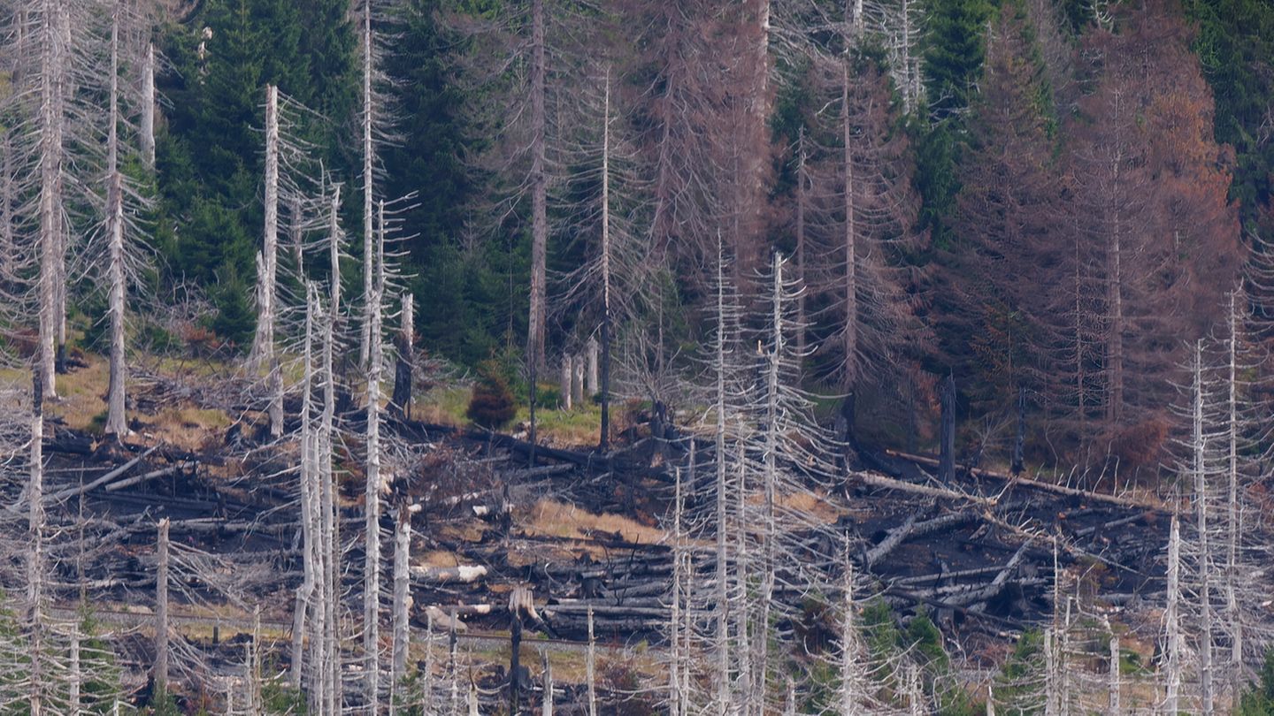 Anfang September 2022 brannte der Wald entlang der Eisenbahnstrecke zum Brocken am Königsberg. War es Funkenflug aus dem Schornstein einer Dampflokomotive? Eine achtlos weggeworfene Zigarettenkippe eines Fahrgastes im Zug? Oder war es Selbstentzündung aufgrund großer Trockenheit? Endgültig geklärt wurde das nie