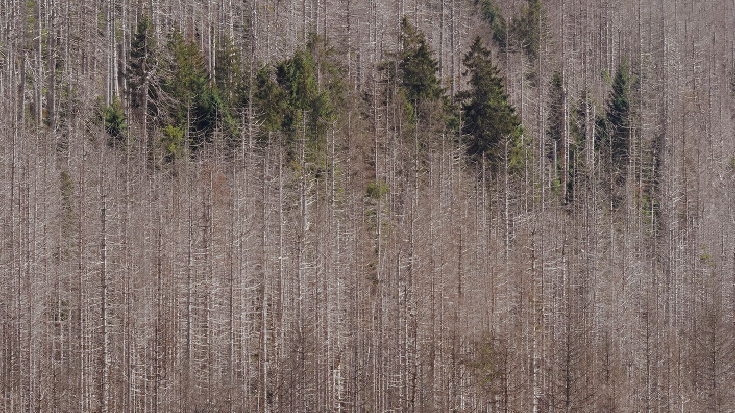 Flächen nach früherem Schneebruch oder kleinere Rodungen aus der Zeit vor der Wende boten Platz für nachwachsende Bäume. Diese jüngeren Bäume können dem Borkenkäfer widerstehen und erscheinen jetzt wie grüne Inseln im weiten Meer der vertrockneten Fichten. Diese werden im Nationalpark, außer zur Wegesicherung, nicht gefällt